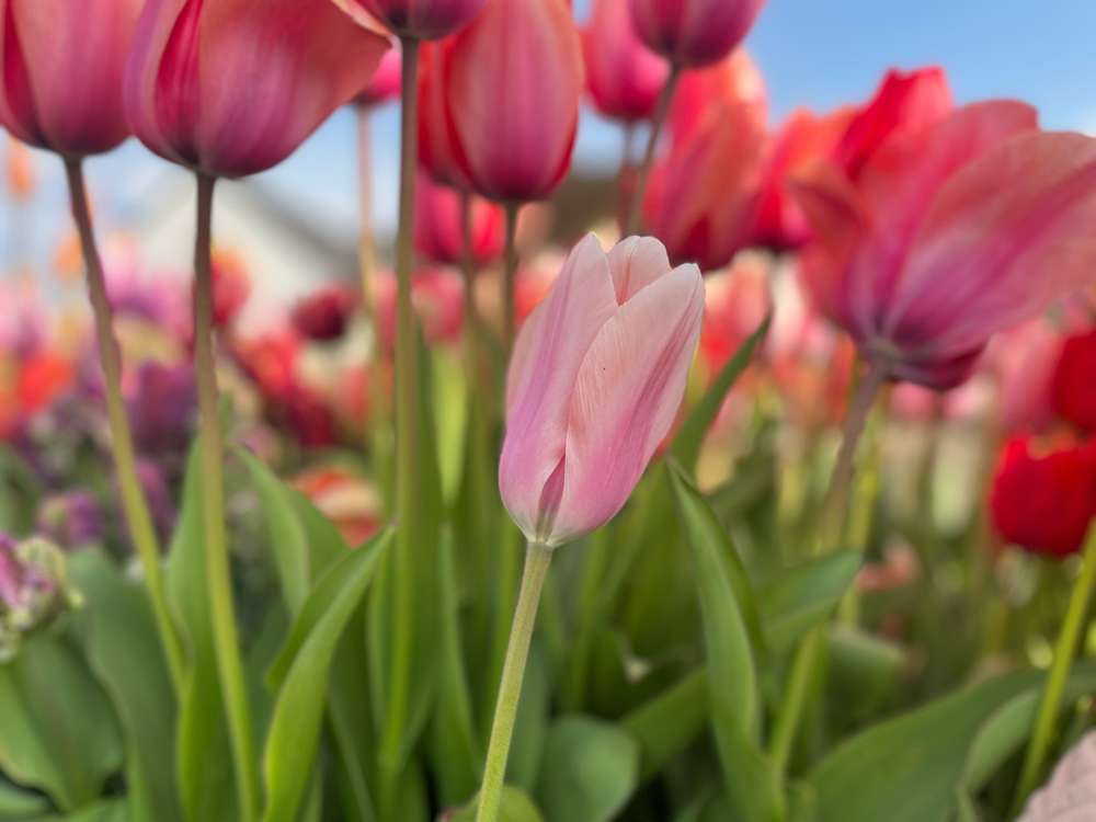 Tulipan 'Apricot Beauty'